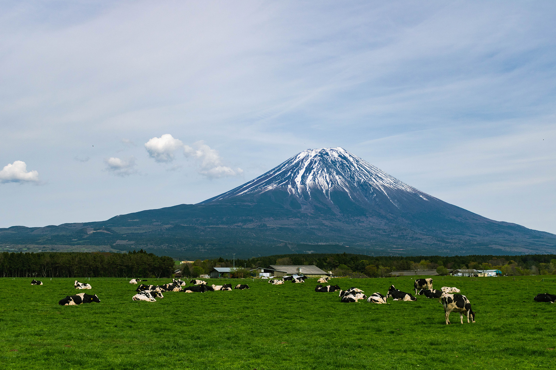 Field of cows with Mount Fuji in the background.